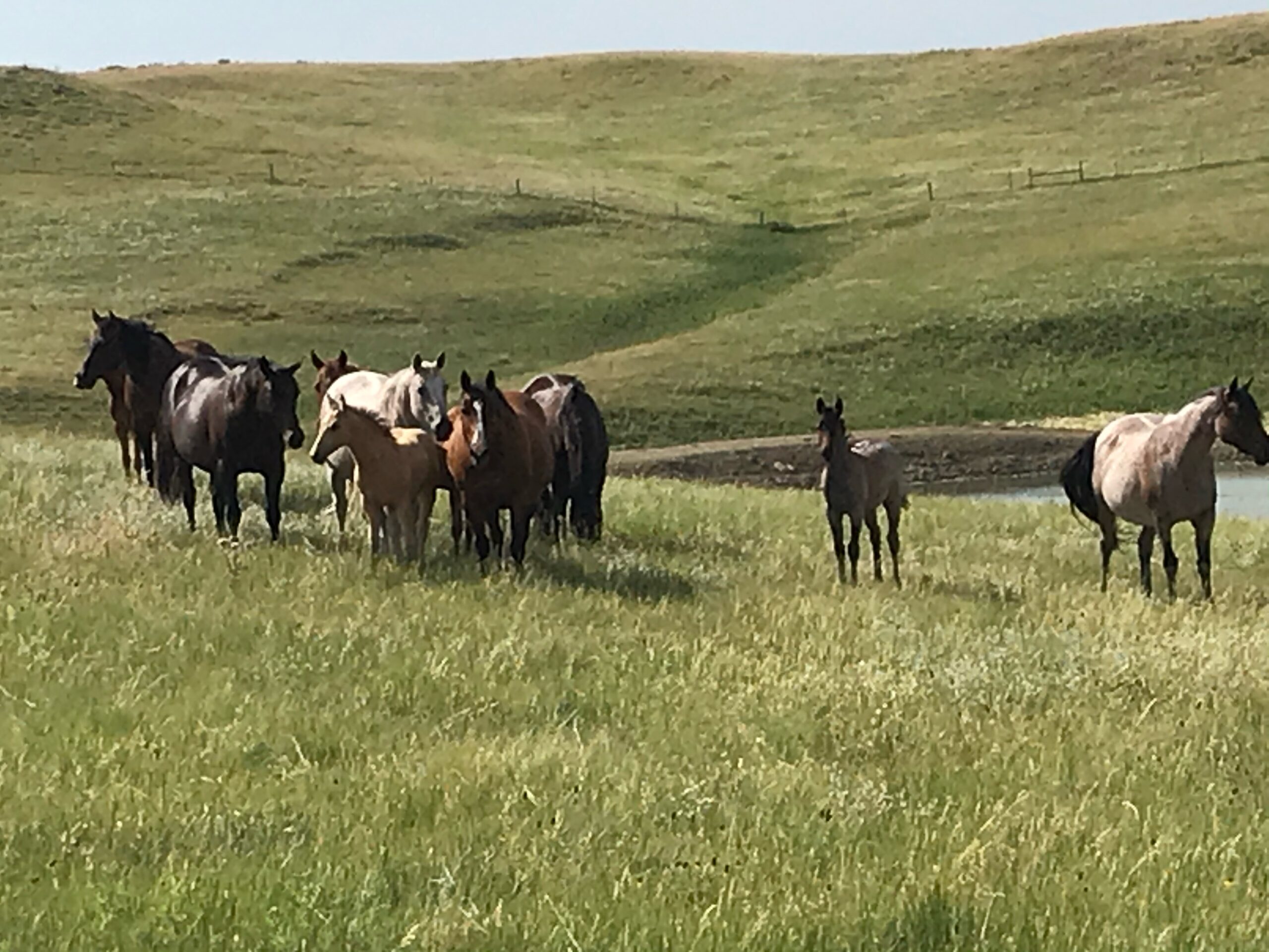 South Dakota's Elite Horse Sale Horses that are ridden by horsemen and selected by horseman.