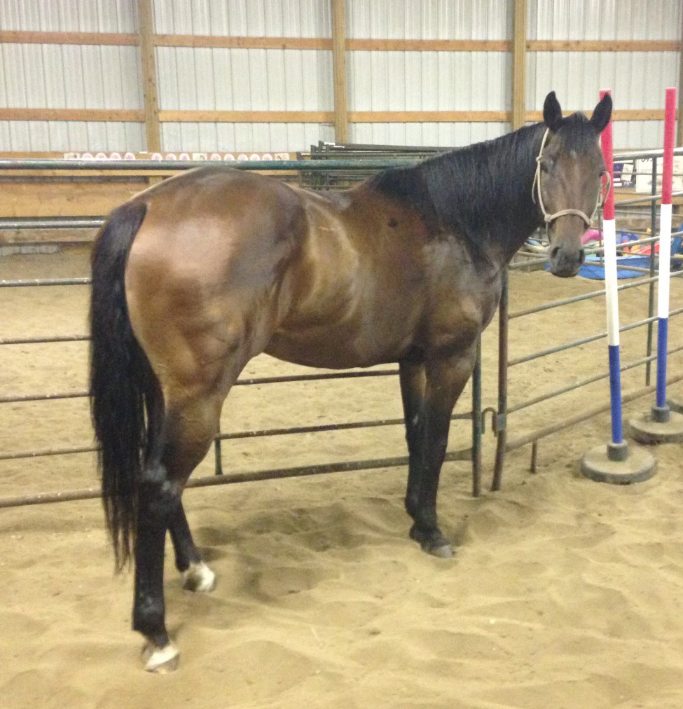 South Dakota's Elite Horse Sale Horses that are ridden by horsemen