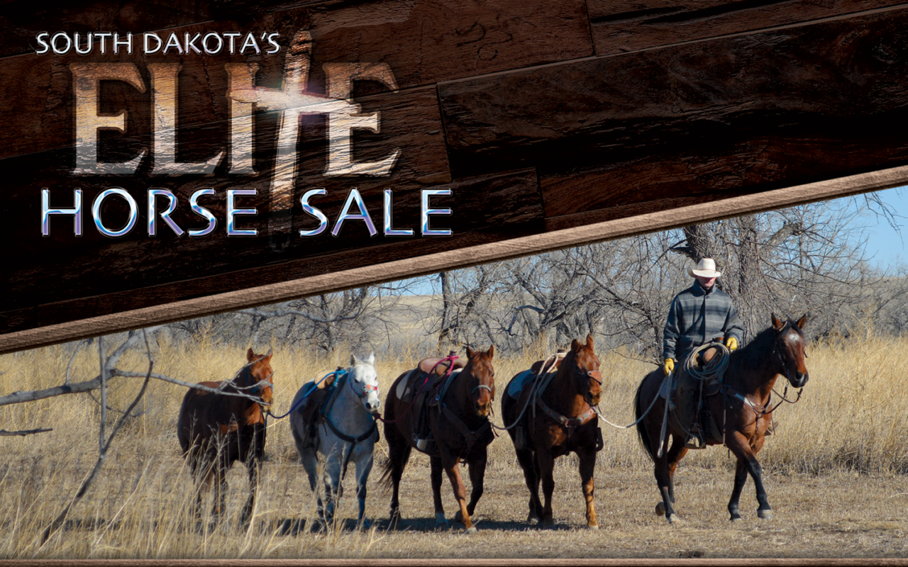 South Dakota's Elite Horse Sale Horses that are ridden by horsemen