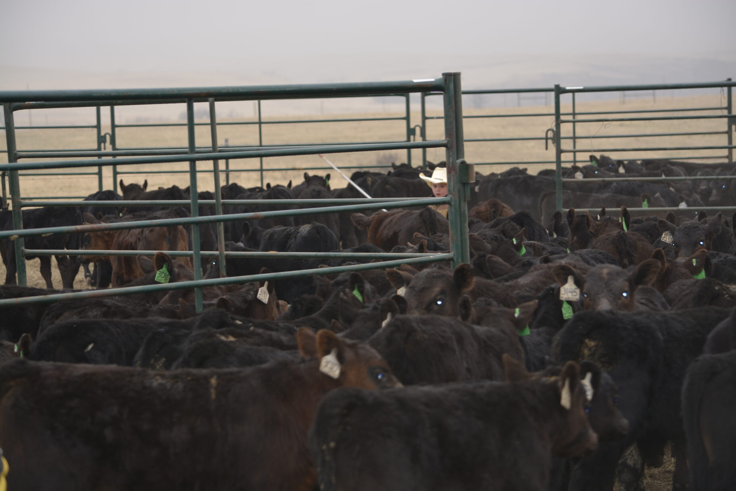 South Dakota's Elite Horse Sale Horses that are ridden by horsemen and selected by horseman.