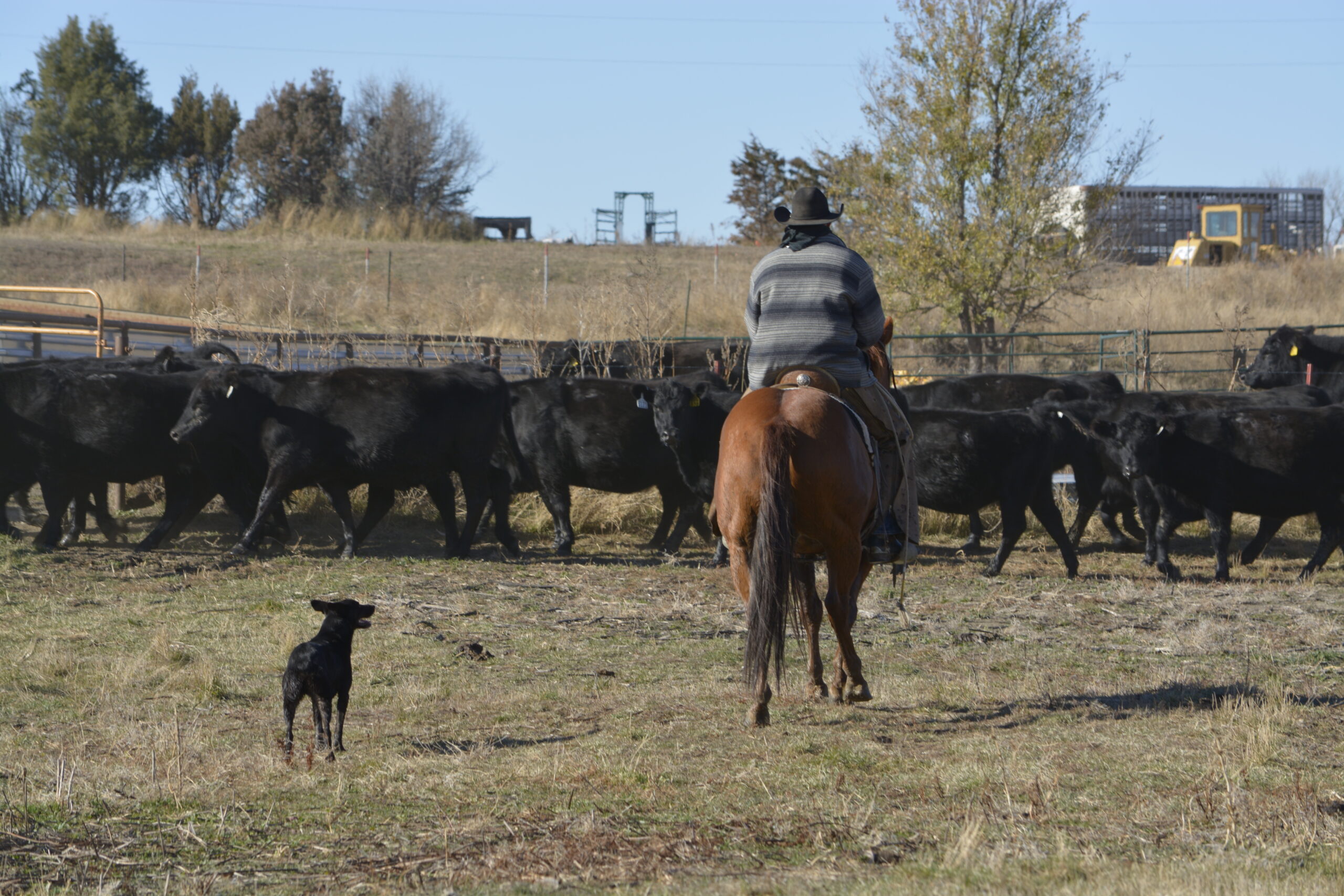 South Dakota's Elite Horse Sale Horses that are ridden by horsemen and selected by horseman.