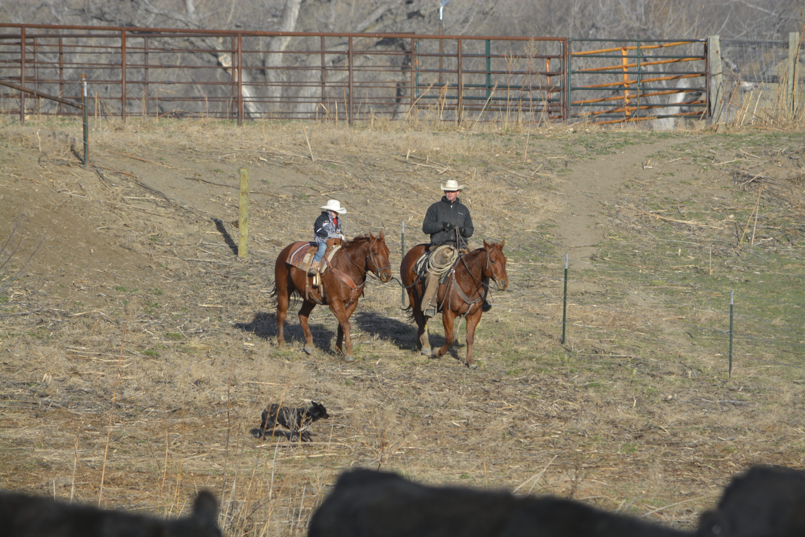 South Dakota's Elite Horse Sale Horses that are ridden by horsemen and selected by horseman.