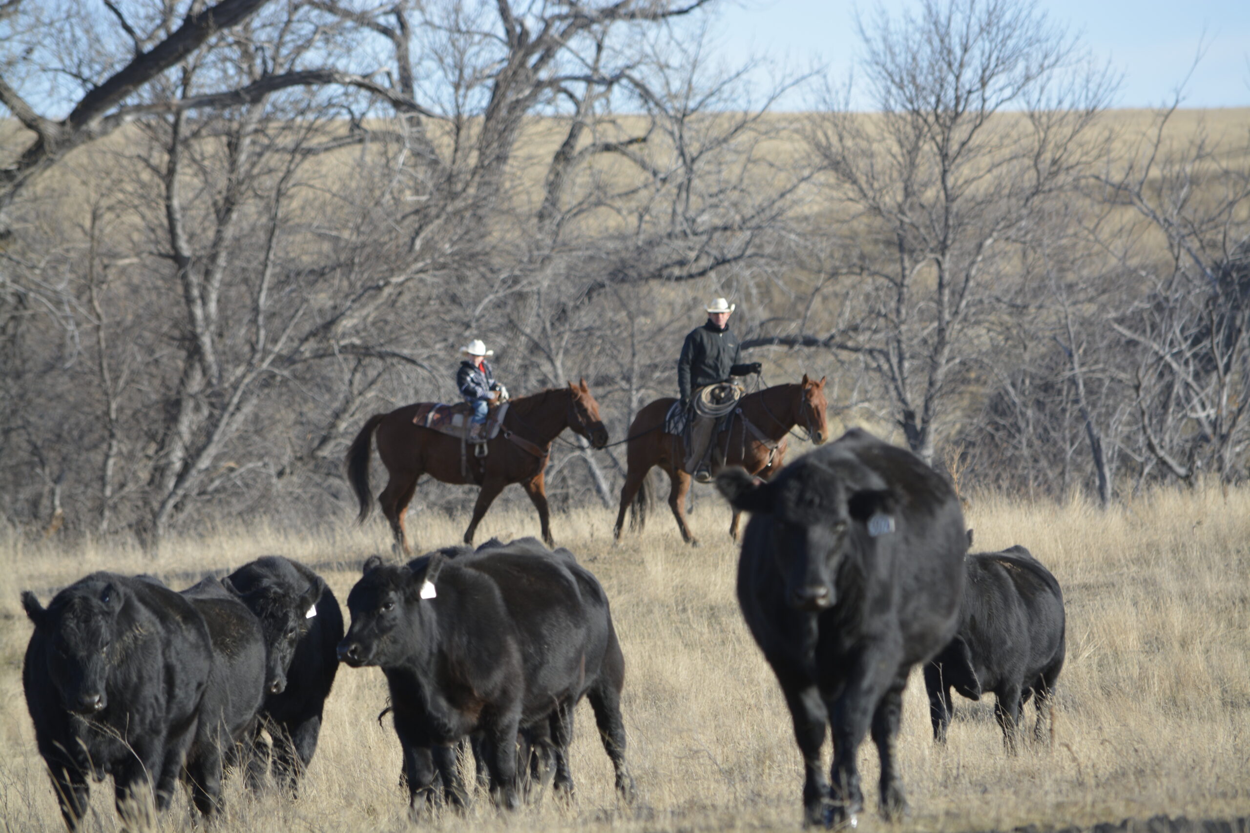 South Dakota's Elite Horse Sale Horses that are ridden by horsemen and selected by horseman.