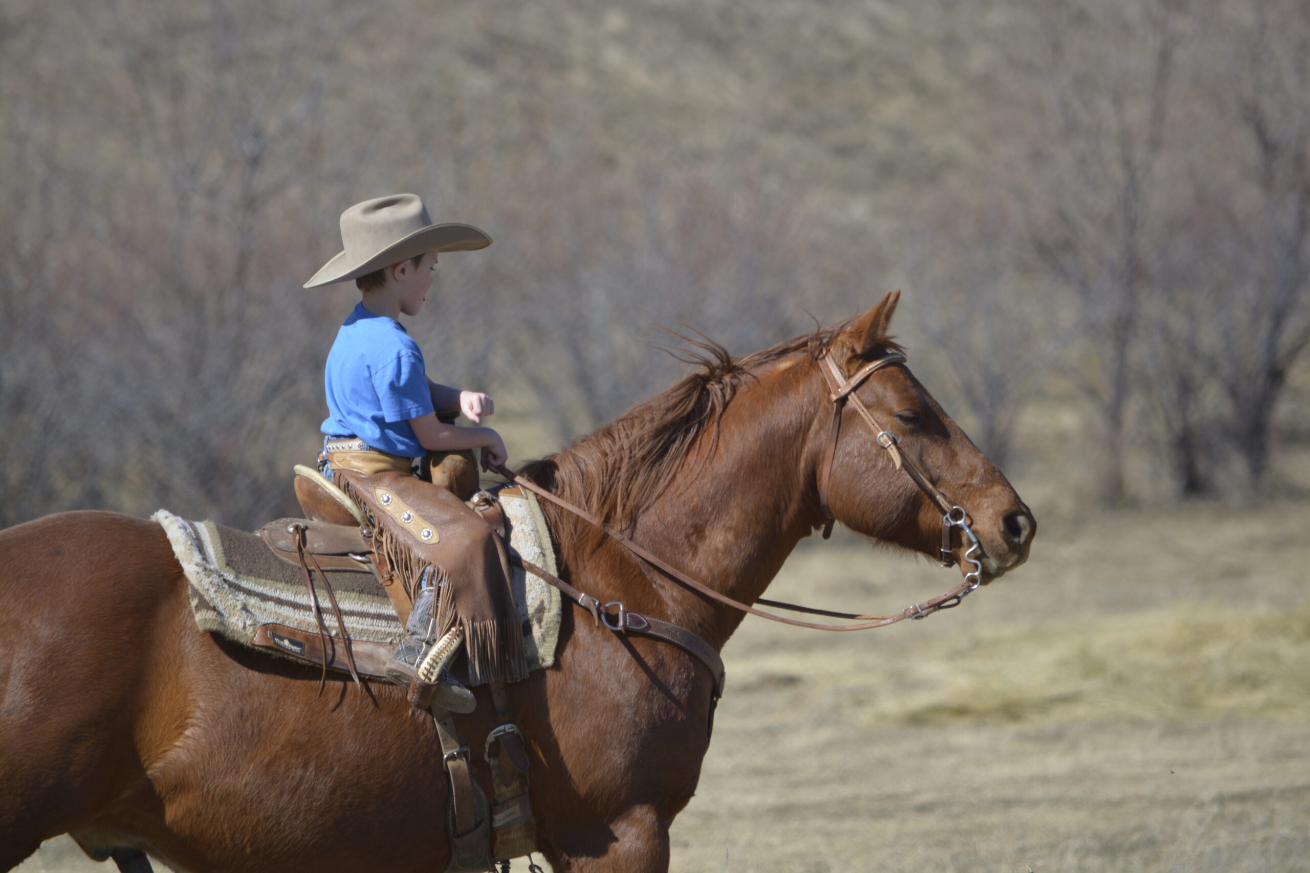 South Dakota's Elite Horse Sale Horses that are ridden by horsemen