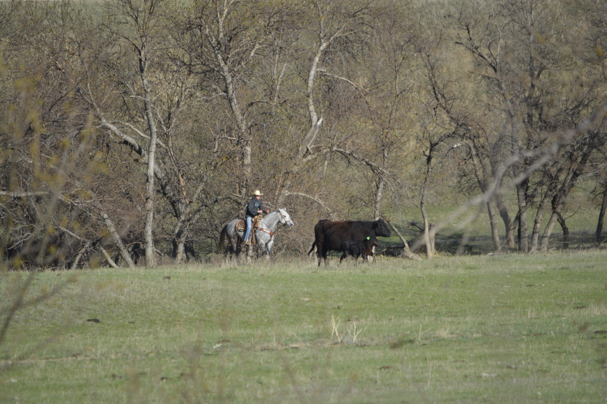 South Dakota's Elite Horse Sale Horses that are ridden by horsemen and selected by horseman.