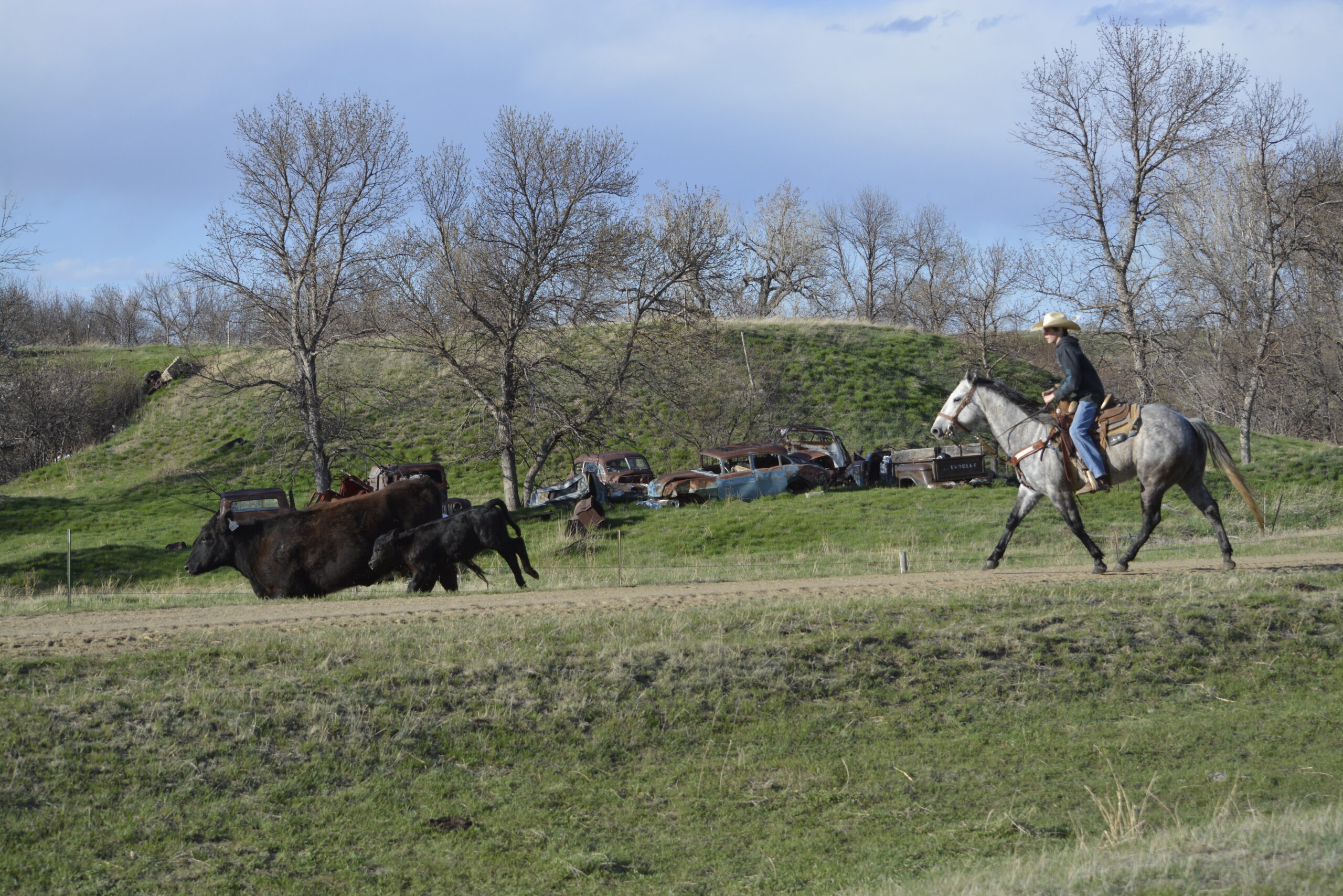 South Dakota's Elite Horse Sale Horses that are ridden by horsemen and selected by horseman.