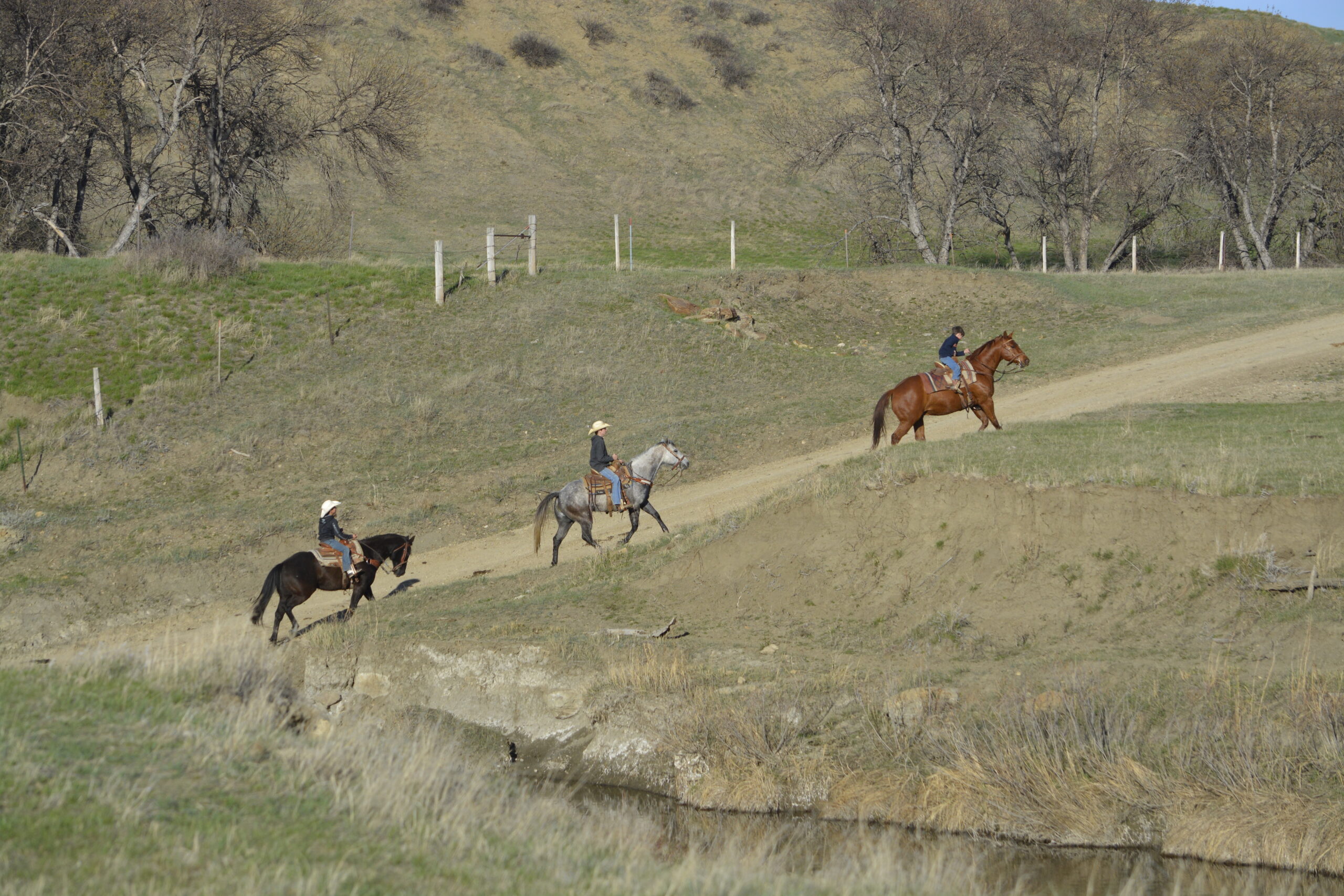 South Dakota's Elite Horse Sale Horses that are ridden by horsemen and selected by horseman.