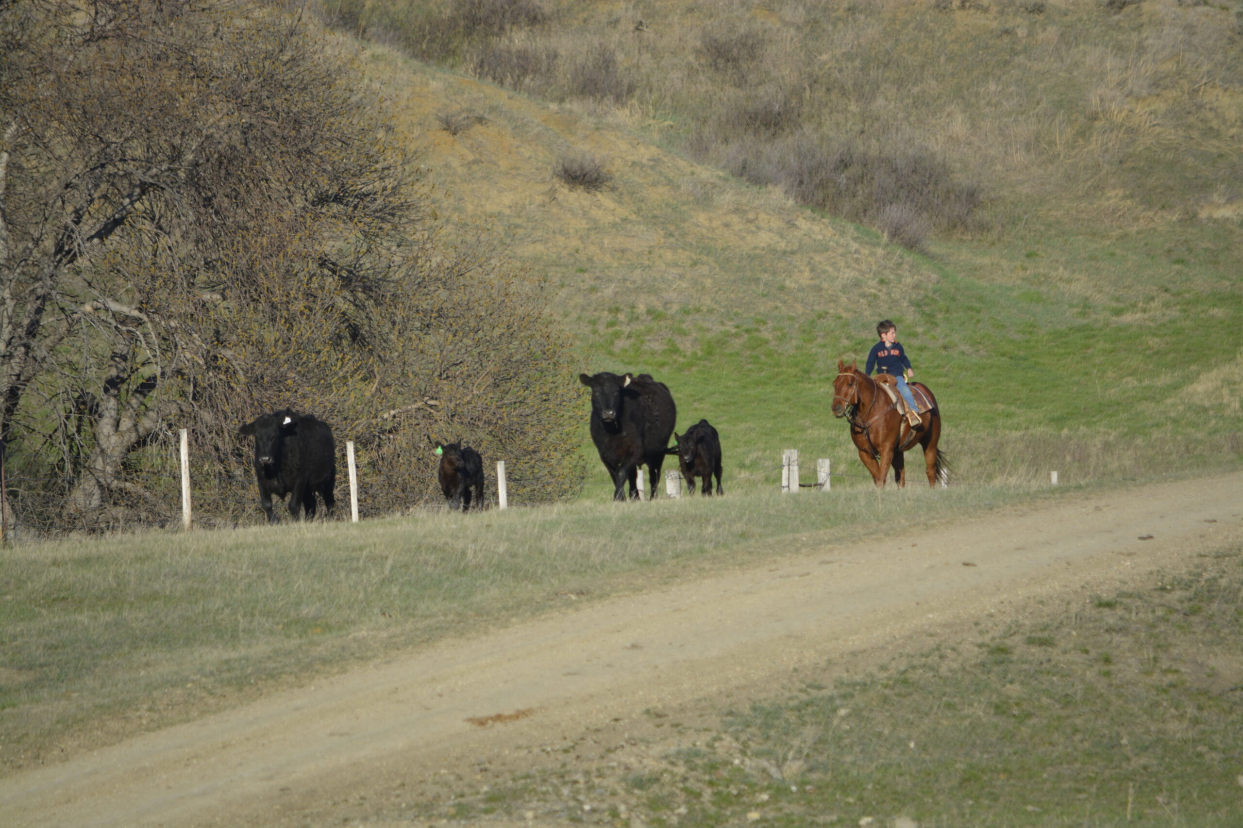 South Dakota's Elite Horse Sale Horses that are ridden by horsemen