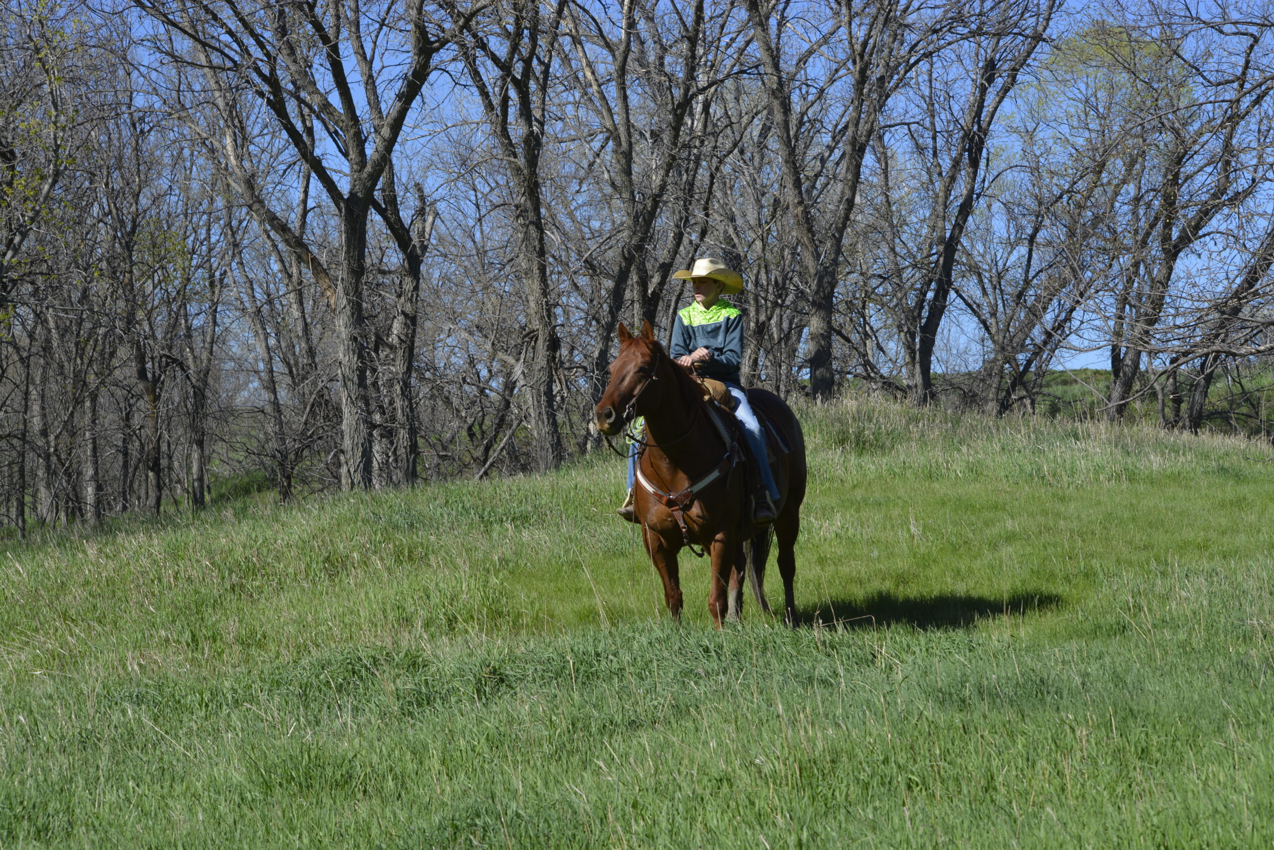 South Dakota's Elite Horse Sale Horses that are ridden by horsemen and selected by horseman.