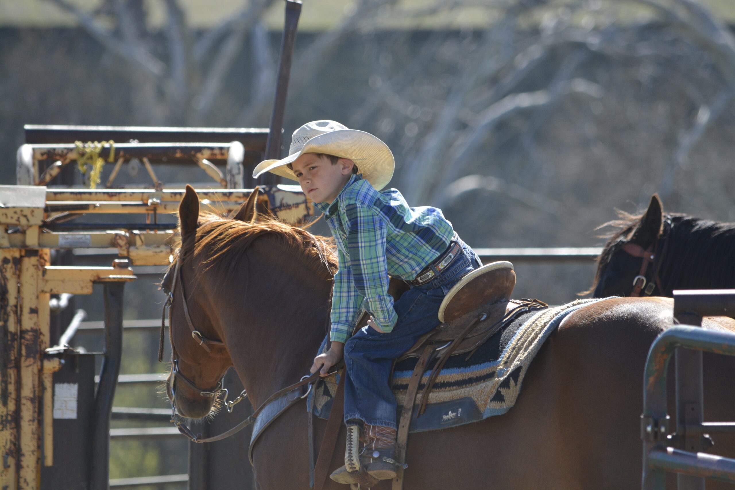 South Dakota's Elite Horse Sale Horses that are ridden by horsemen