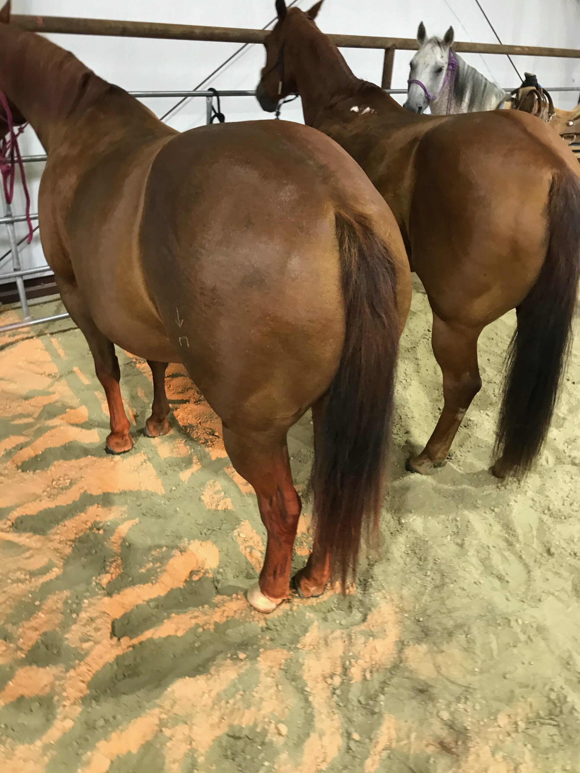 South Dakota's Elite Horse Sale Horses that are ridden by horsemen