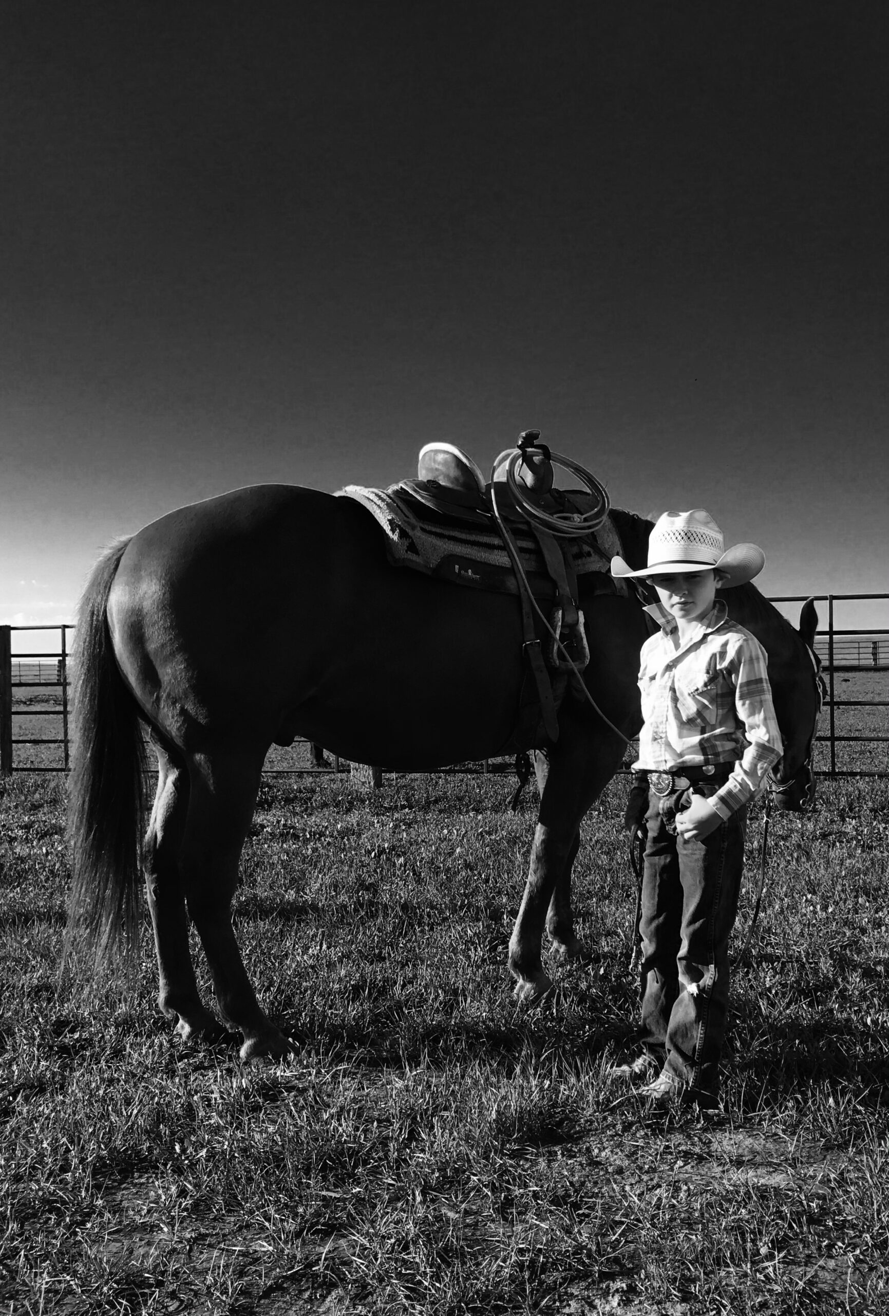 South Dakota's Elite Horse Sale | Horses that are ridden by horsemen ...