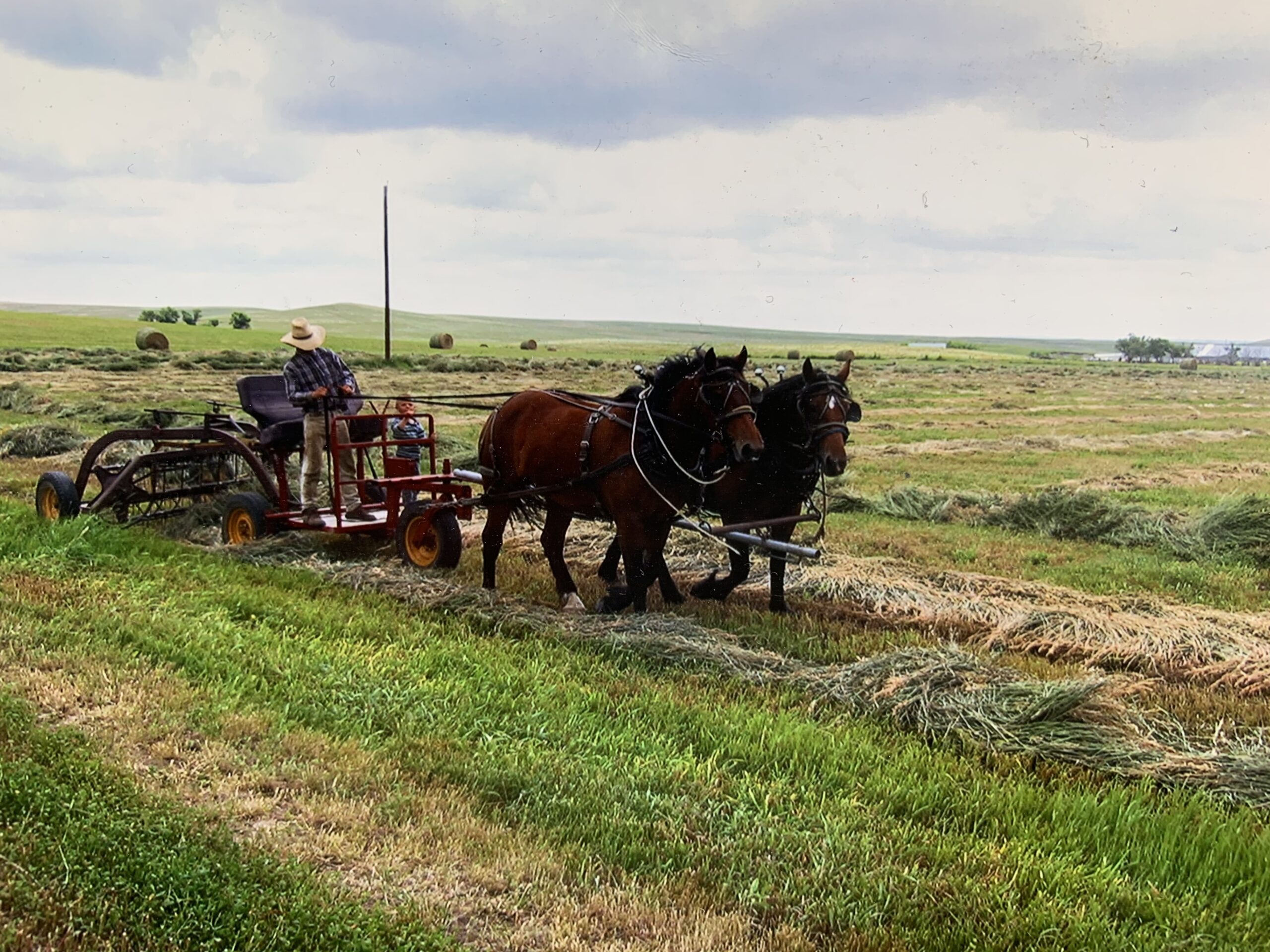 South Dakota's Elite Horse Sale Horses that are ridden by horsemen and selected by horseman.