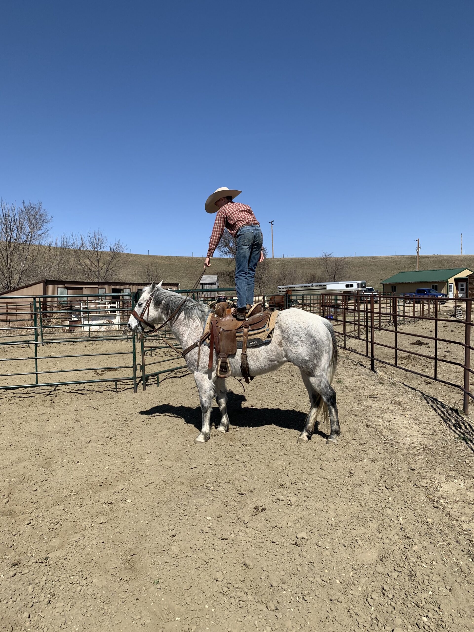 South Dakota's Elite Horse Sale Horses that are ridden by horsemen