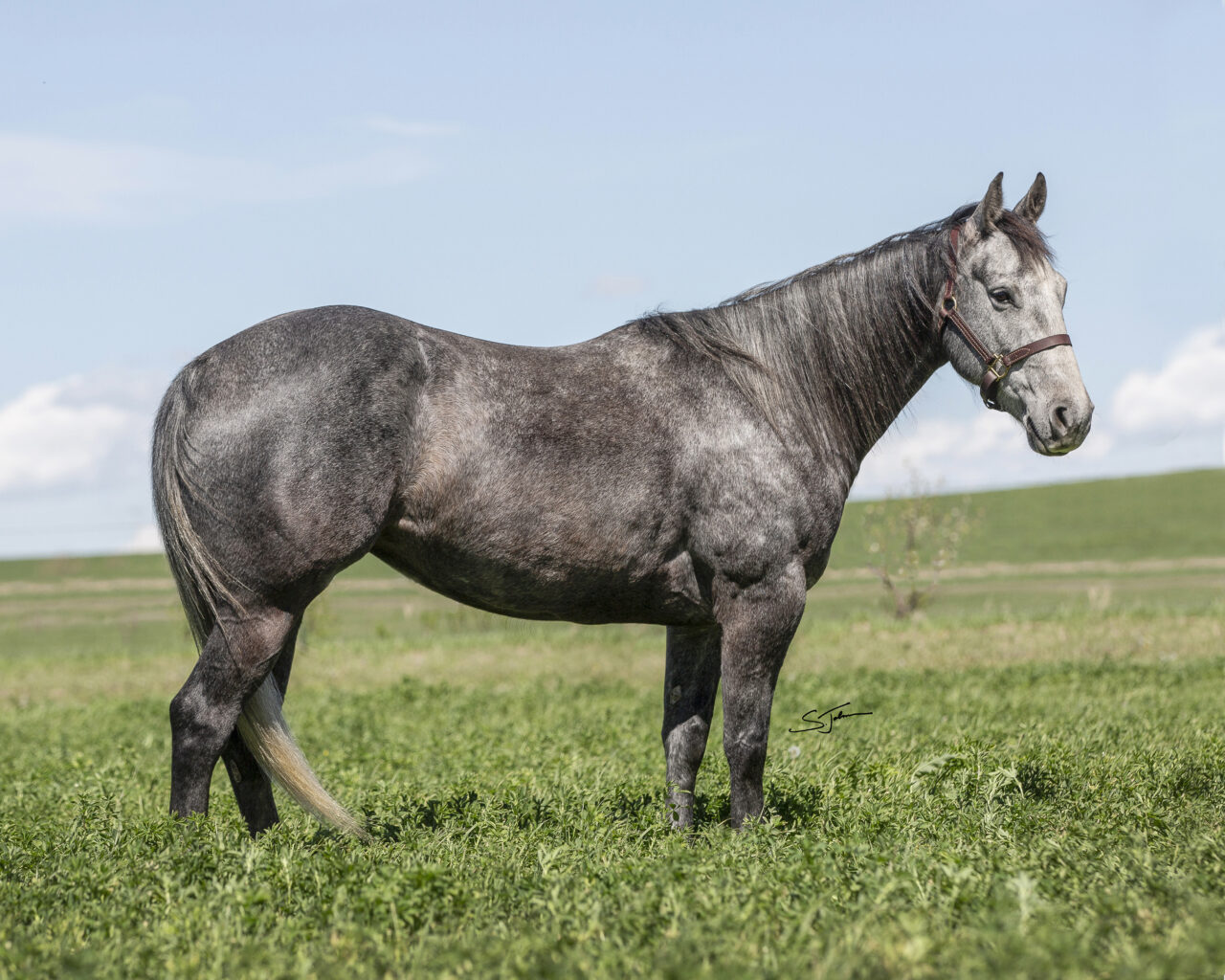 Horses For Sale South Dakota's Elite Horse Sale
