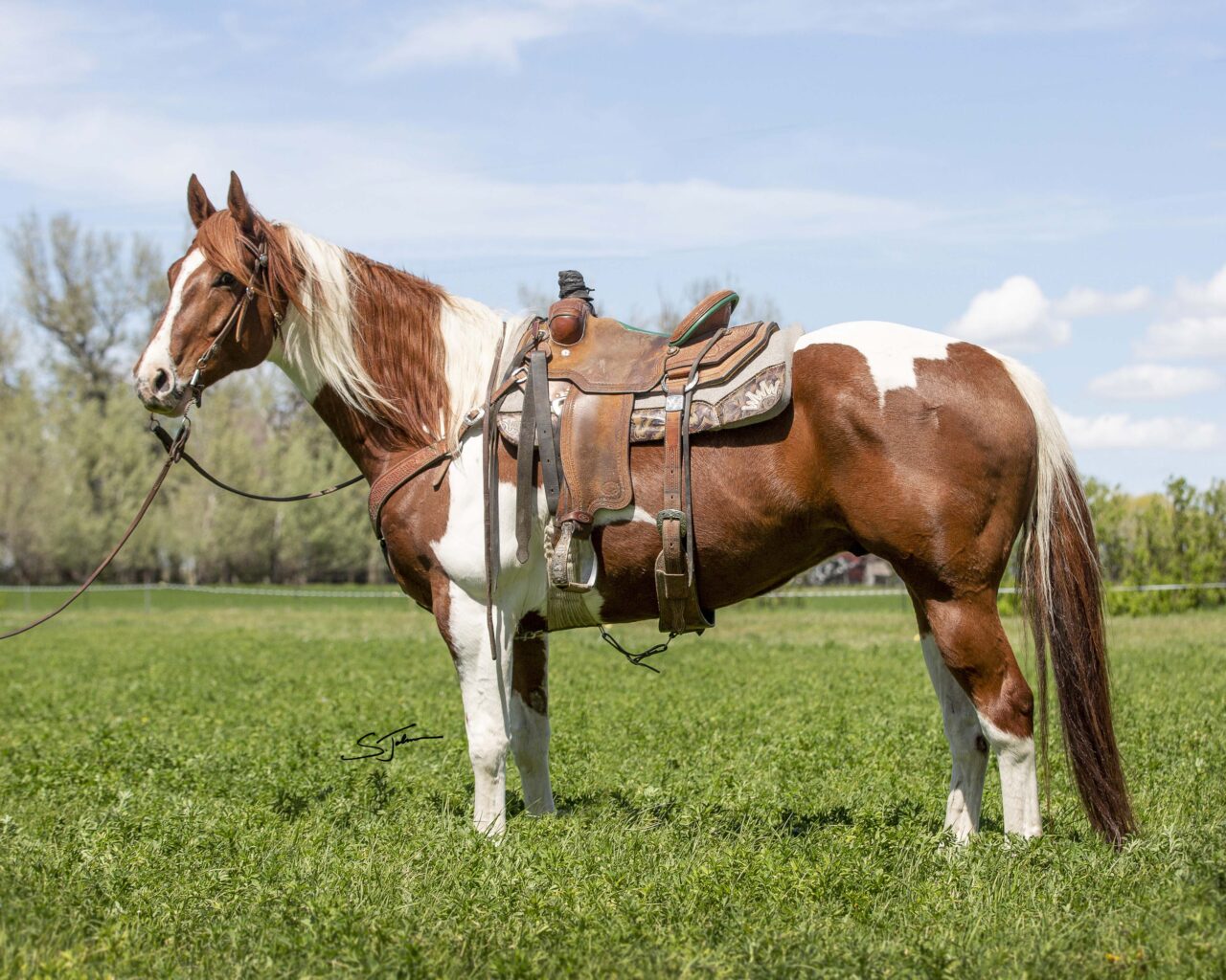Horses For Sale South Dakota's Elite Horse Sale