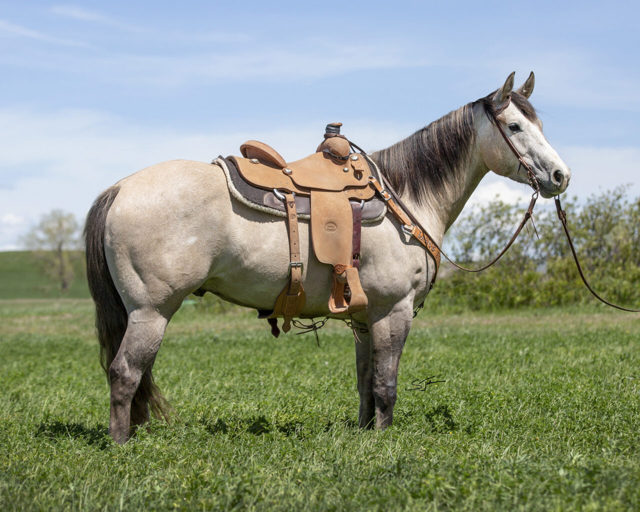 Horses For Sale South Dakota's Elite Horse Sale