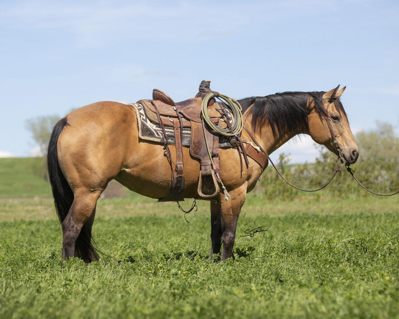 Horses For Sale South Dakota's Elite Horse Sale