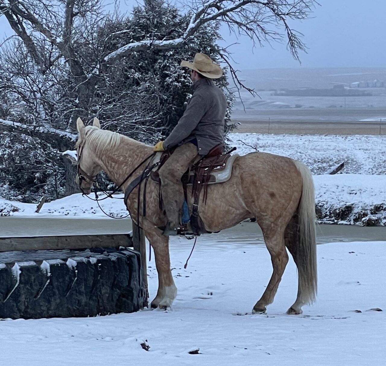 Horses For Sale South Dakota's Elite Horse Sale