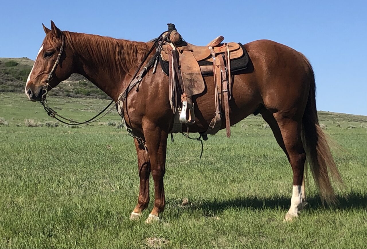Horses For Sale South Dakota's Elite Horse Sale