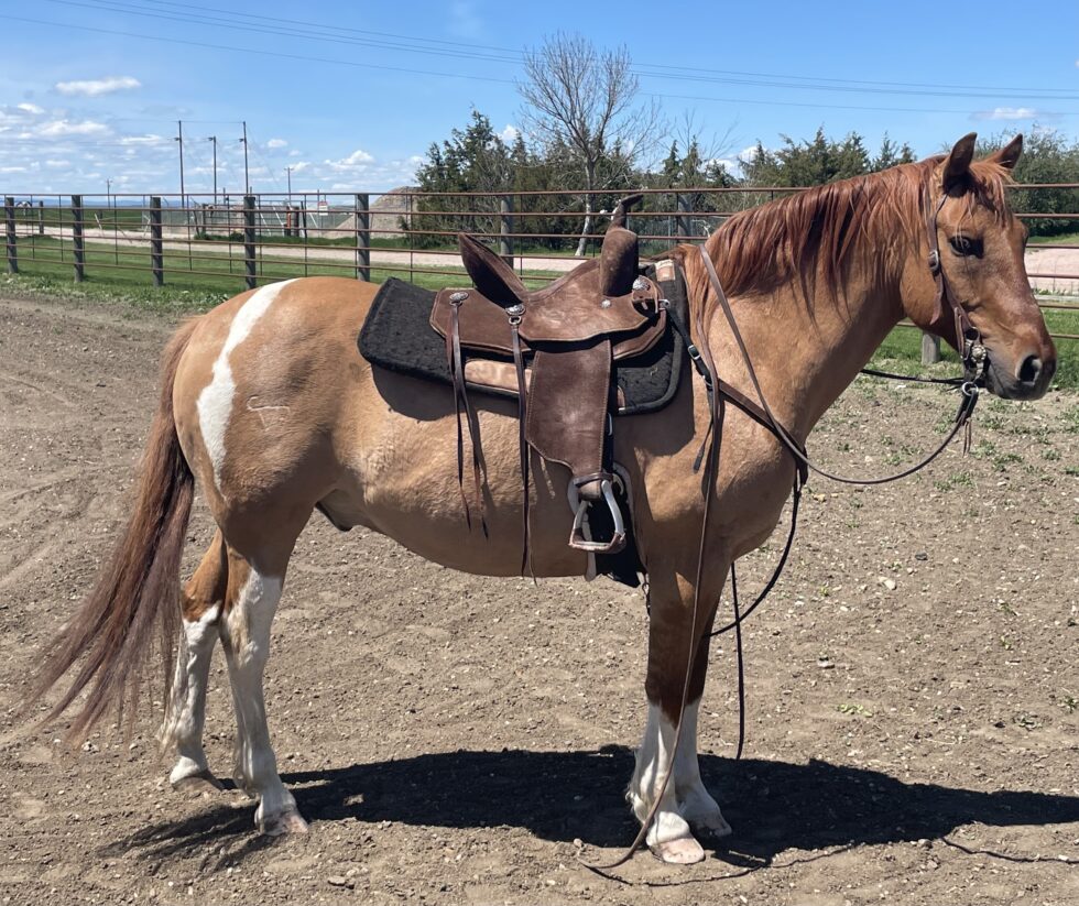 Horses For Sale South Dakota's Elite Horse Sale