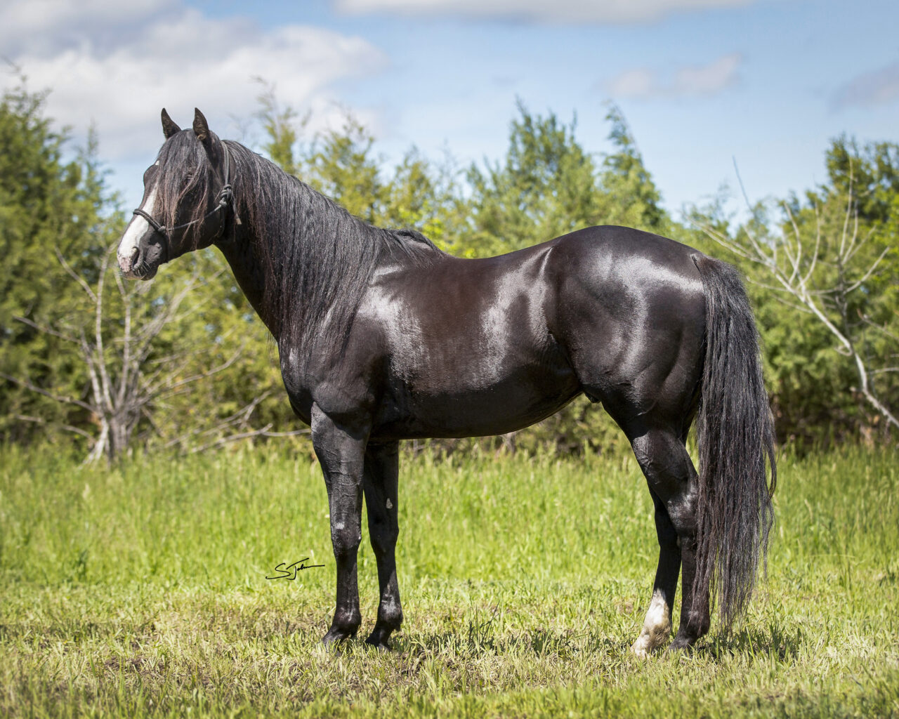 Horses For Sale South Dakota's Elite Horse Sale