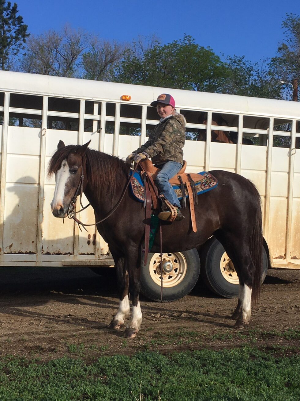 Horses For Sale South Dakota's Elite Horse Sale