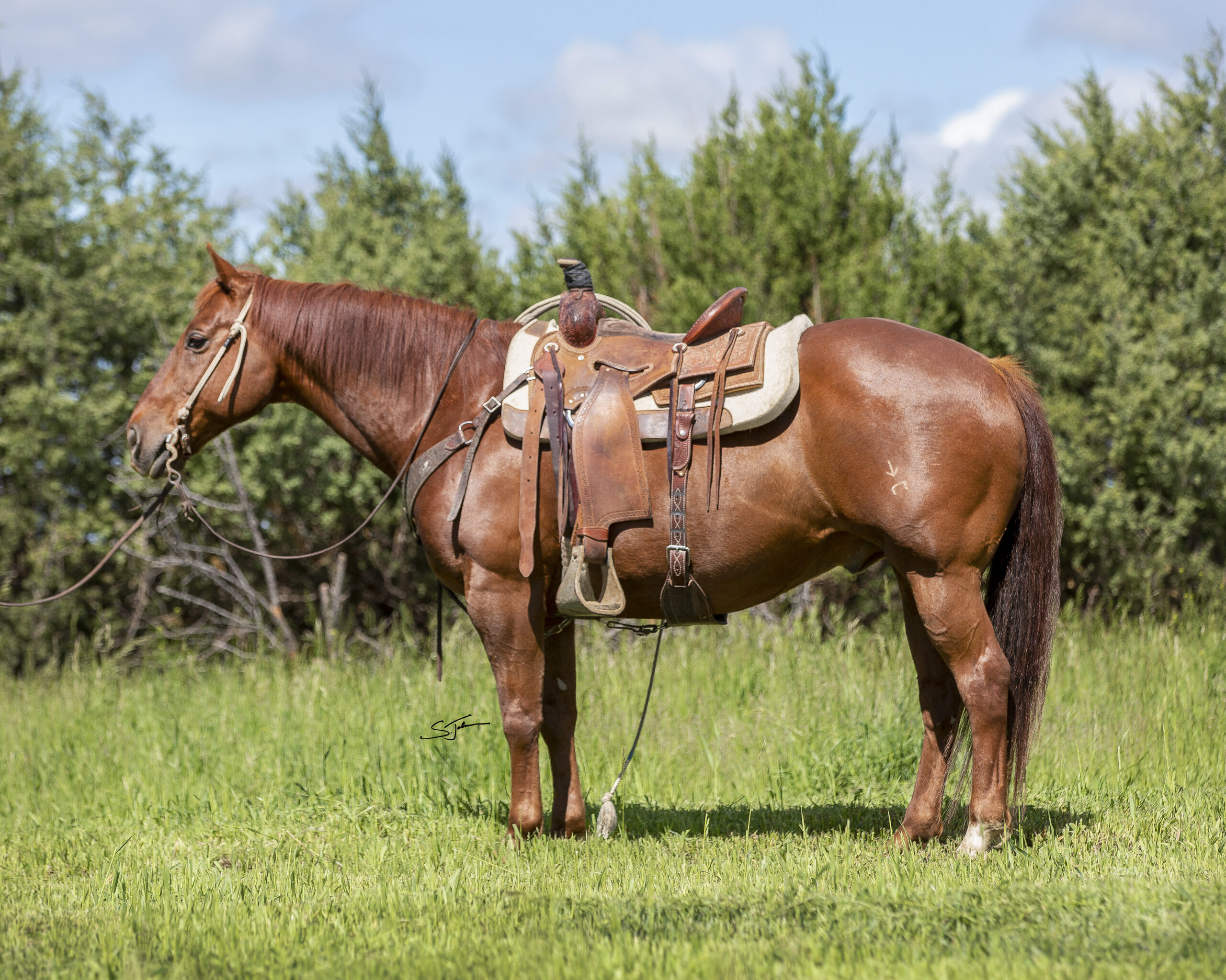 Horses For Sale South Dakota's Elite Horse Sale
