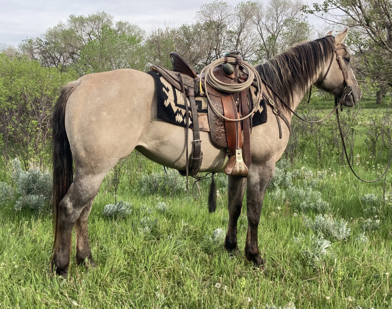 Horses For Sale South Dakota's Elite Horse Sale