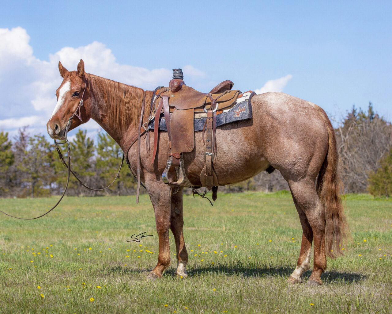 Horses For Sale South Dakota's Elite Horse Sale