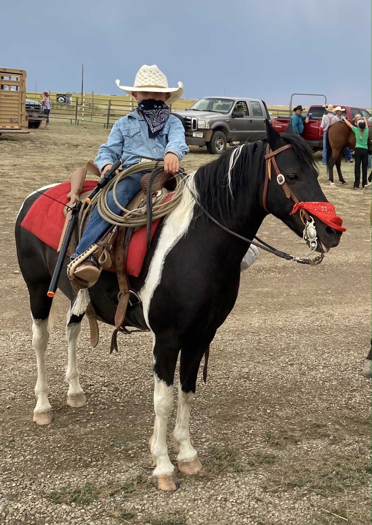 Horses For Sale South Dakota's Elite Horse Sale