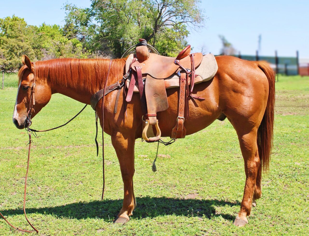 Horses For Sale South Dakota's Elite Horse Sale