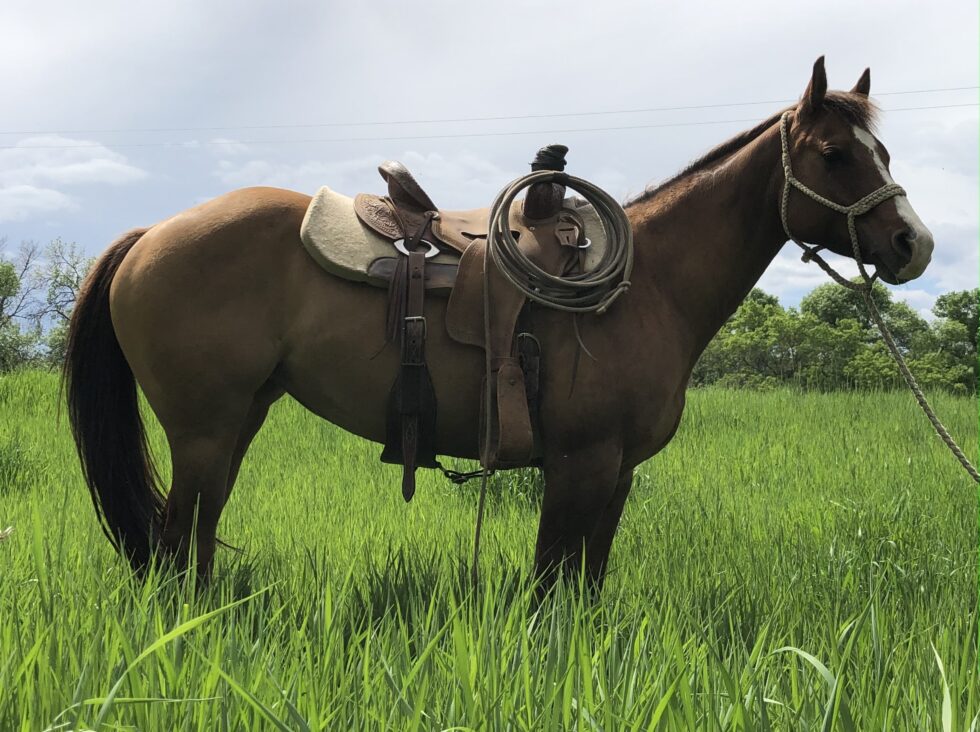 Horses For Sale South Dakota's Elite Horse Sale