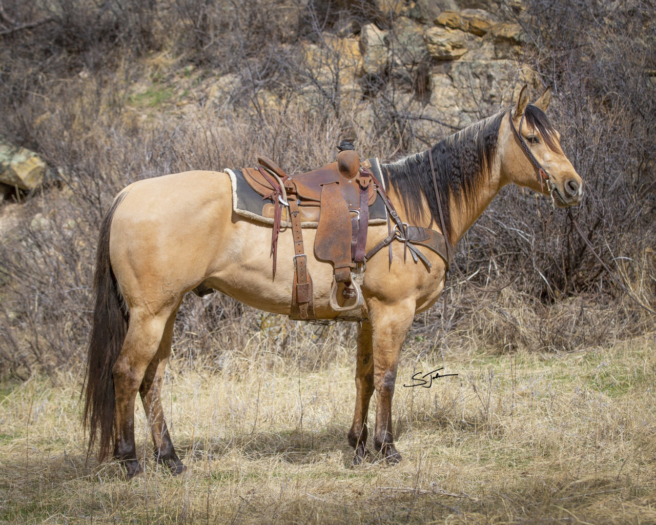 Horses For Sale South Dakota's Elite Horse Sale