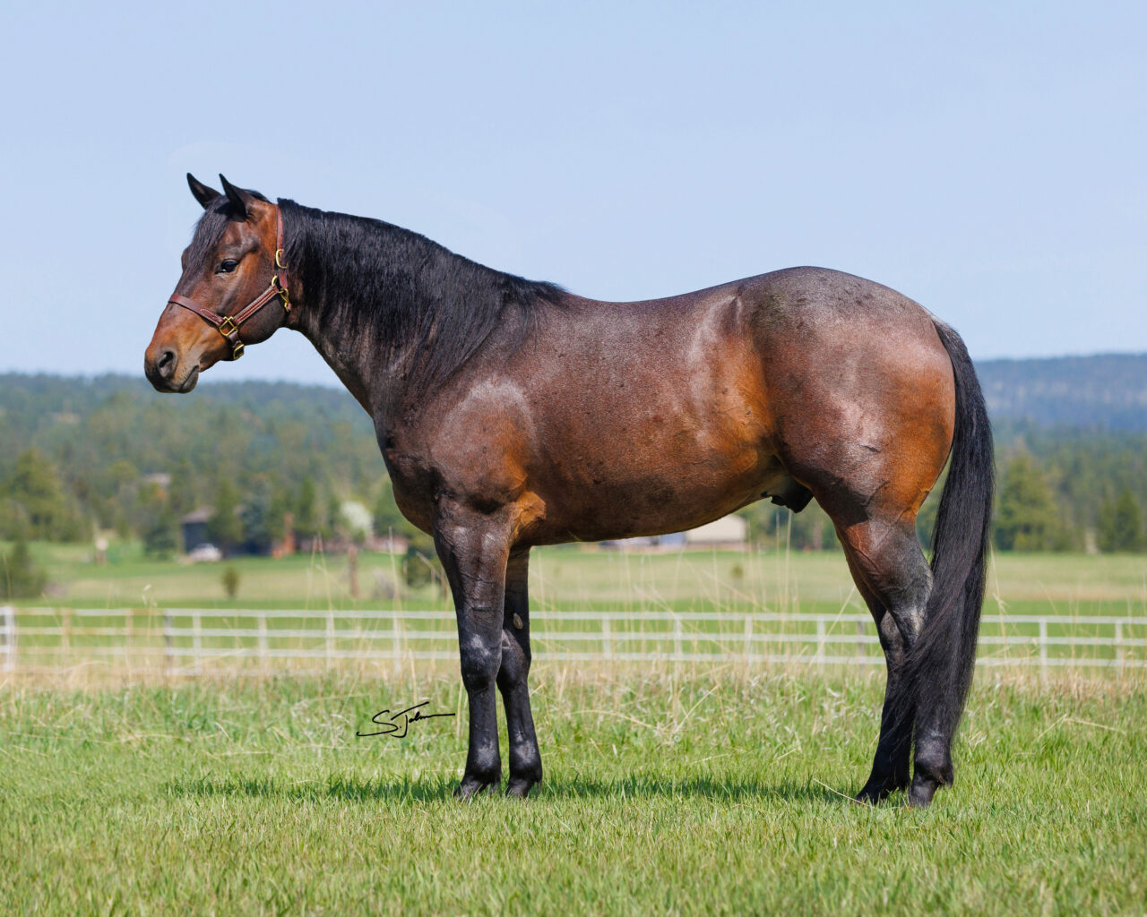 Horses For Sale South Dakota's Elite Horse Sale