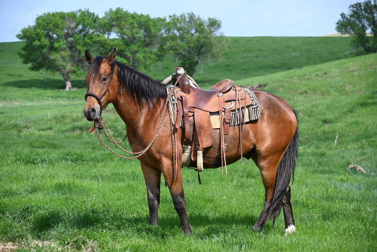 Horses For Sale South Dakota's Elite Horse Sale