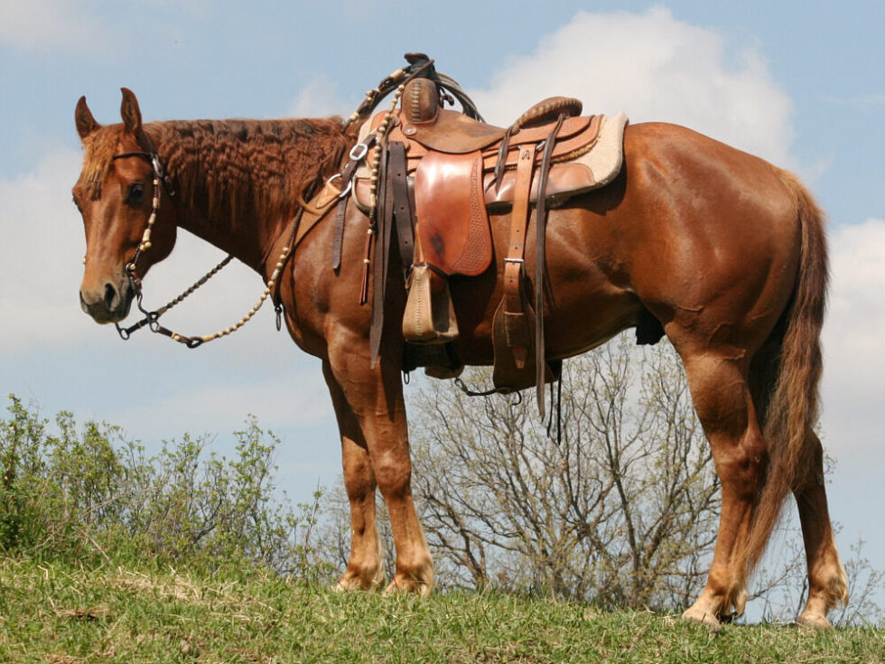 Horses For Sale South Dakota's Elite Horse Sale
