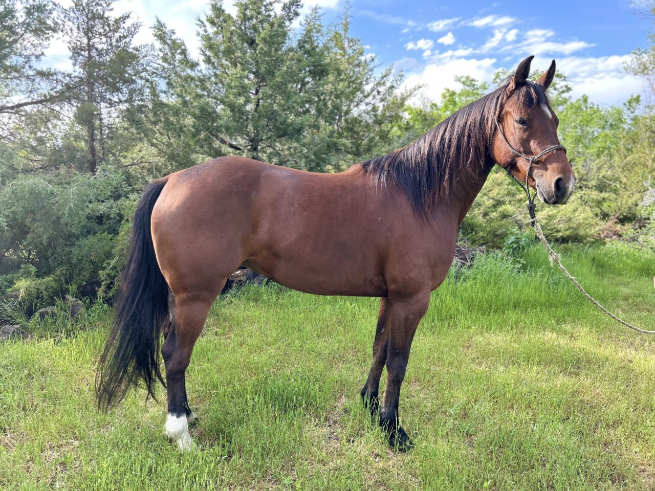 Horses For Sale | South Dakota's Elite Horse Sale