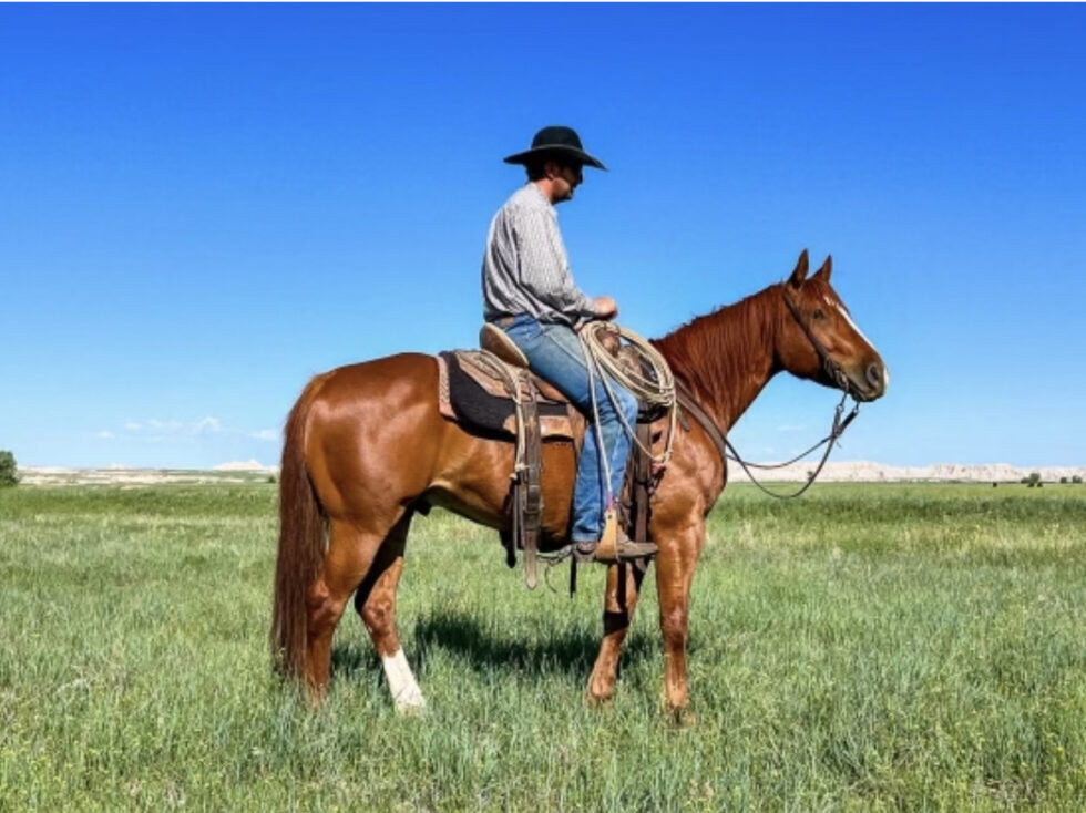 Horses For Sale South Dakota's Elite Horse Sale