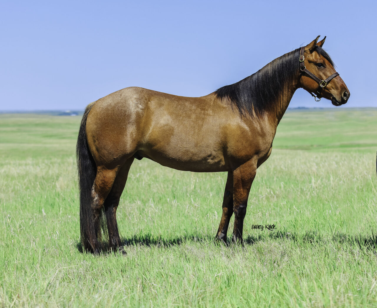 Horses For Sale South Dakota's Elite Horse Sale
