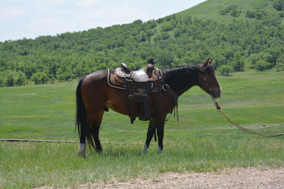 Horses For Sale South Dakota's Elite Horse Sale