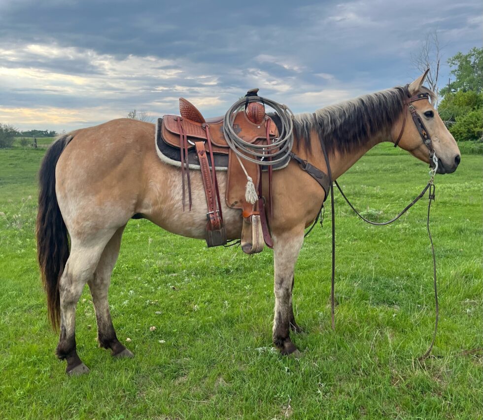 Horses For Sale | South Dakota's Elite Horse Sale