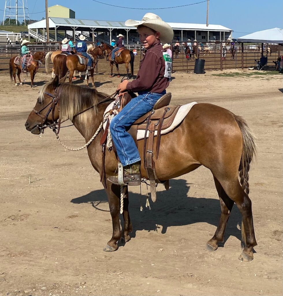 Horses For Sale South Dakota's Elite Horse Sale