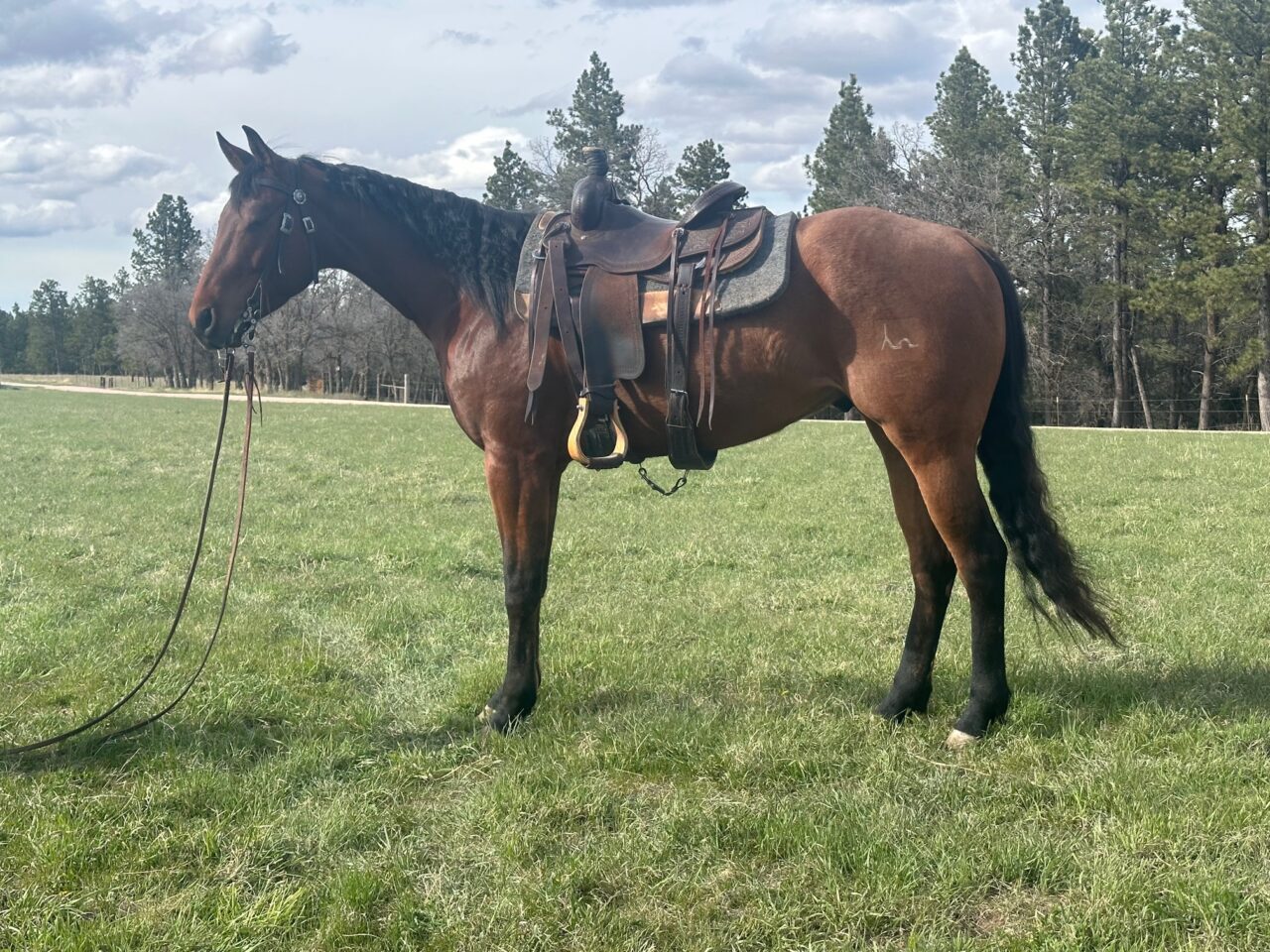 Horses For Sale South Dakota's Elite Horse Sale