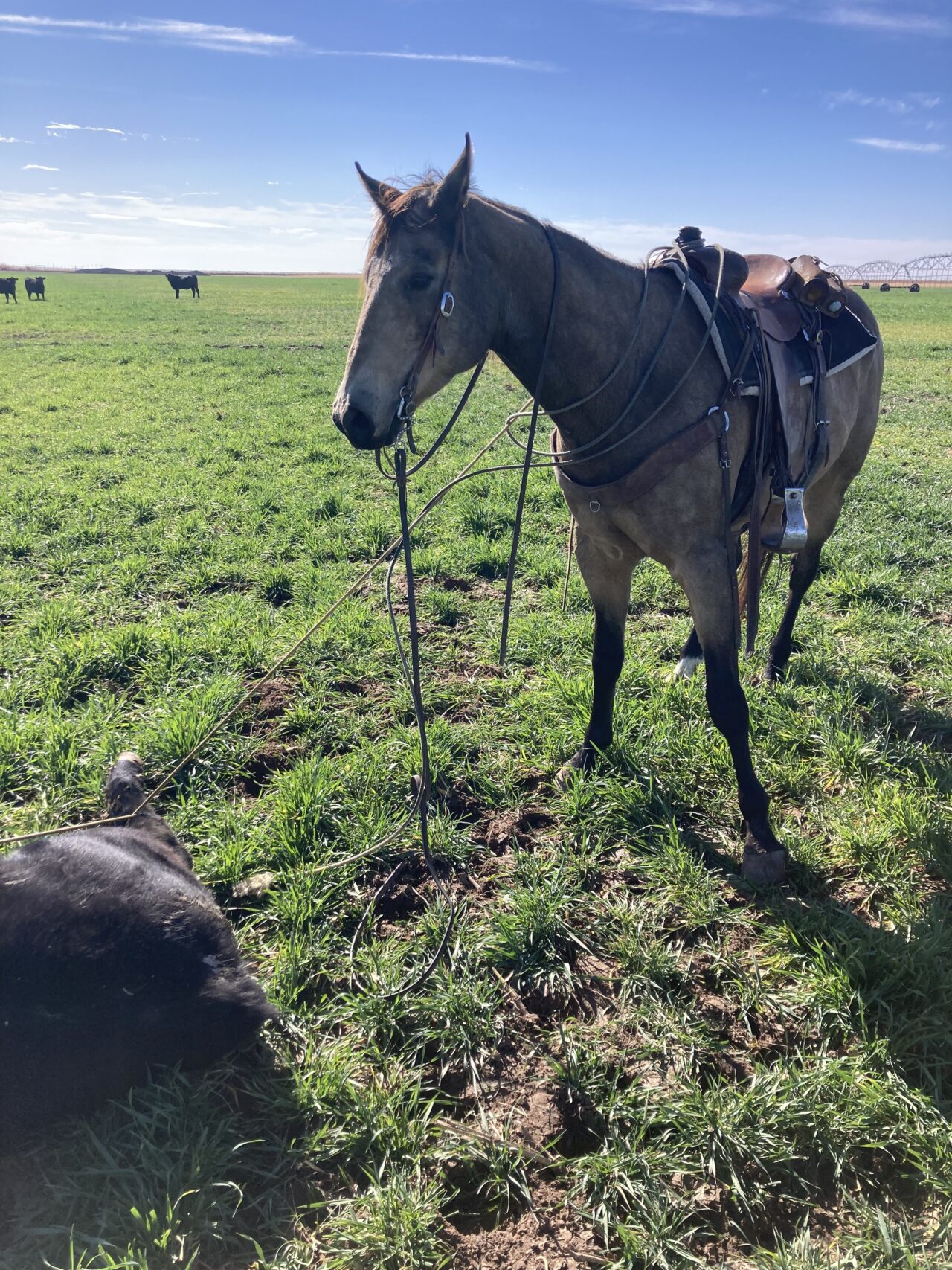 Horses For Sale South Dakota's Elite Horse Sale