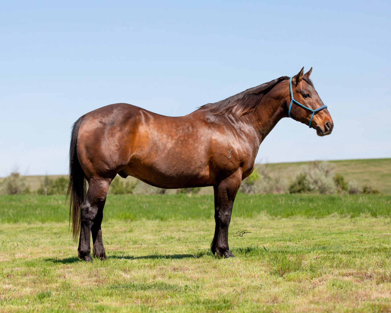 Horses For Sale South Dakota's Elite Horse Sale