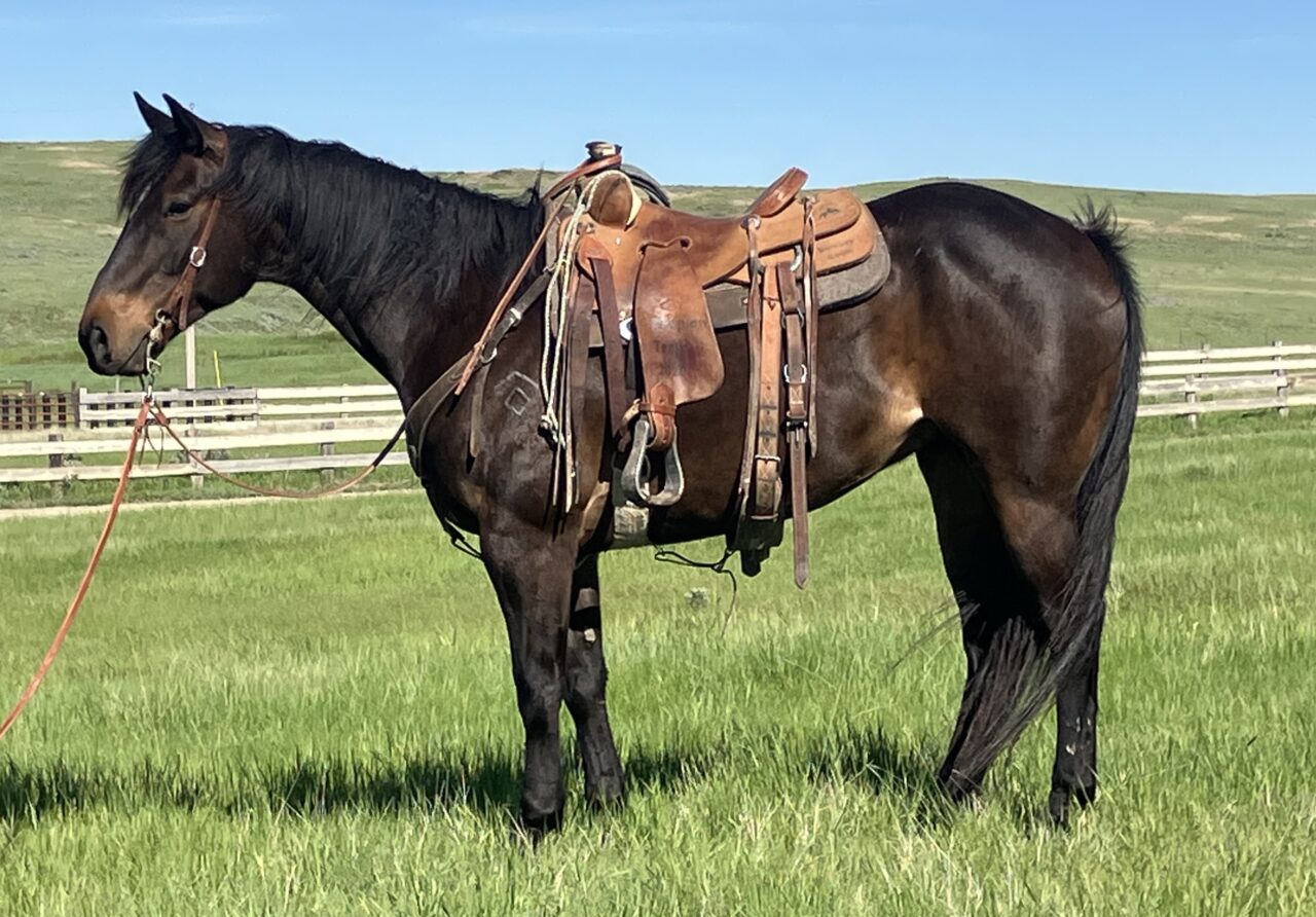 Horses For Sale South Dakota's Elite Horse Sale