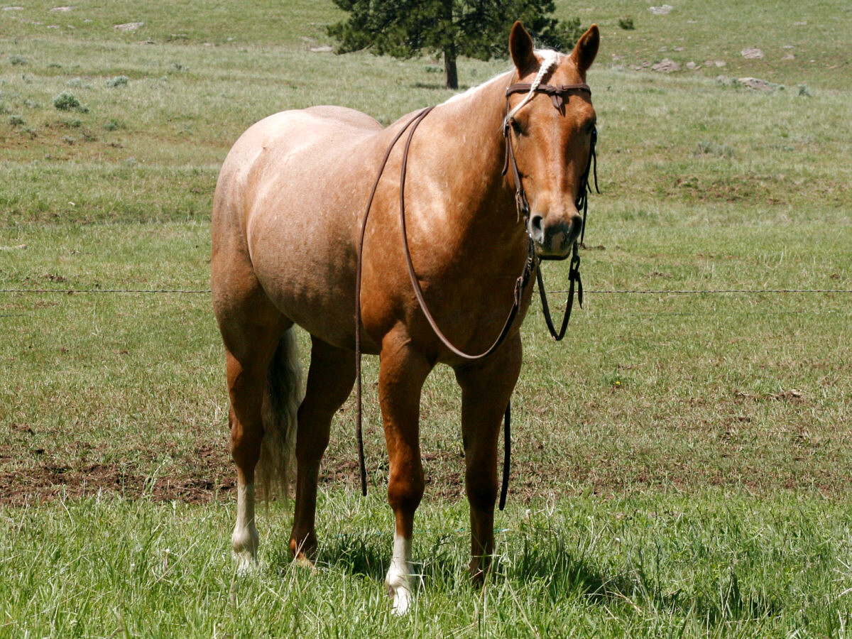 david-palomino-IMG_4094