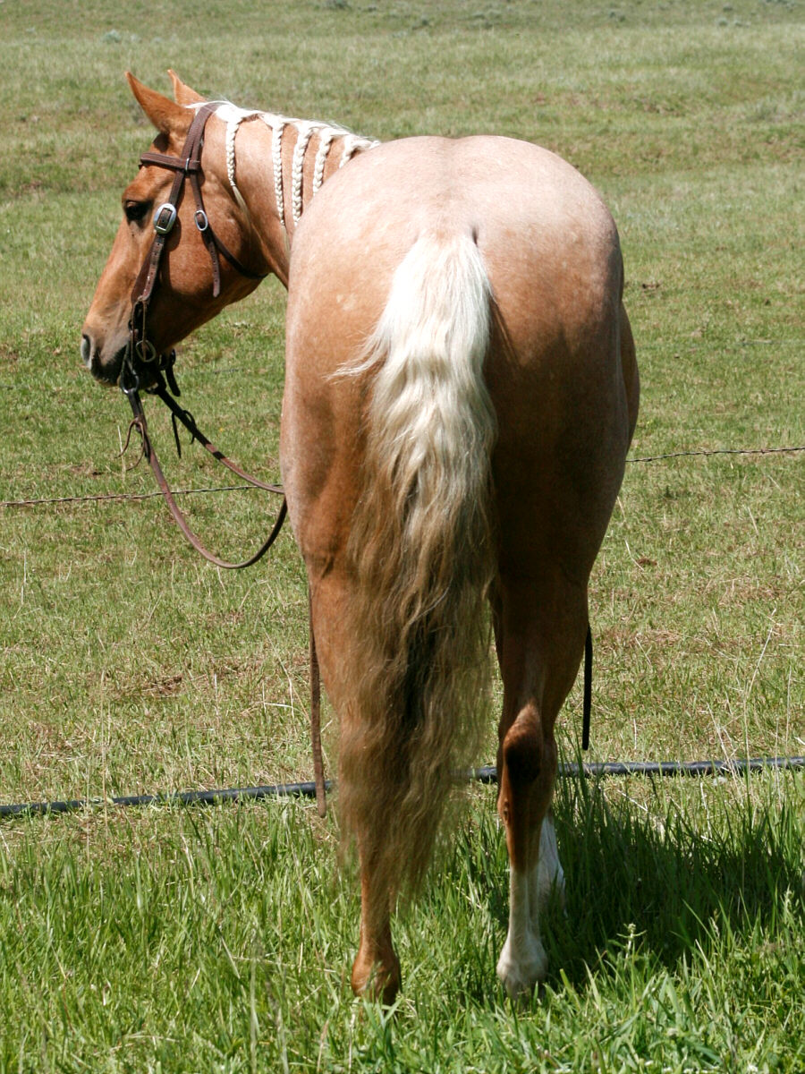 david-palomino-IMG_4105