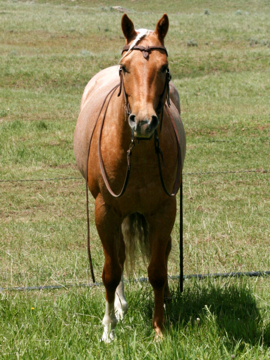 david-palomino-IMG_4109